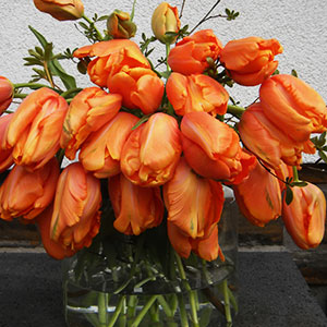 Französische Tulpen